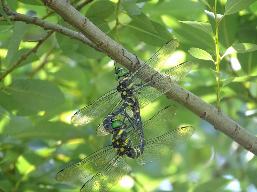 オオヤマトンボ（大山蜻蛉）
