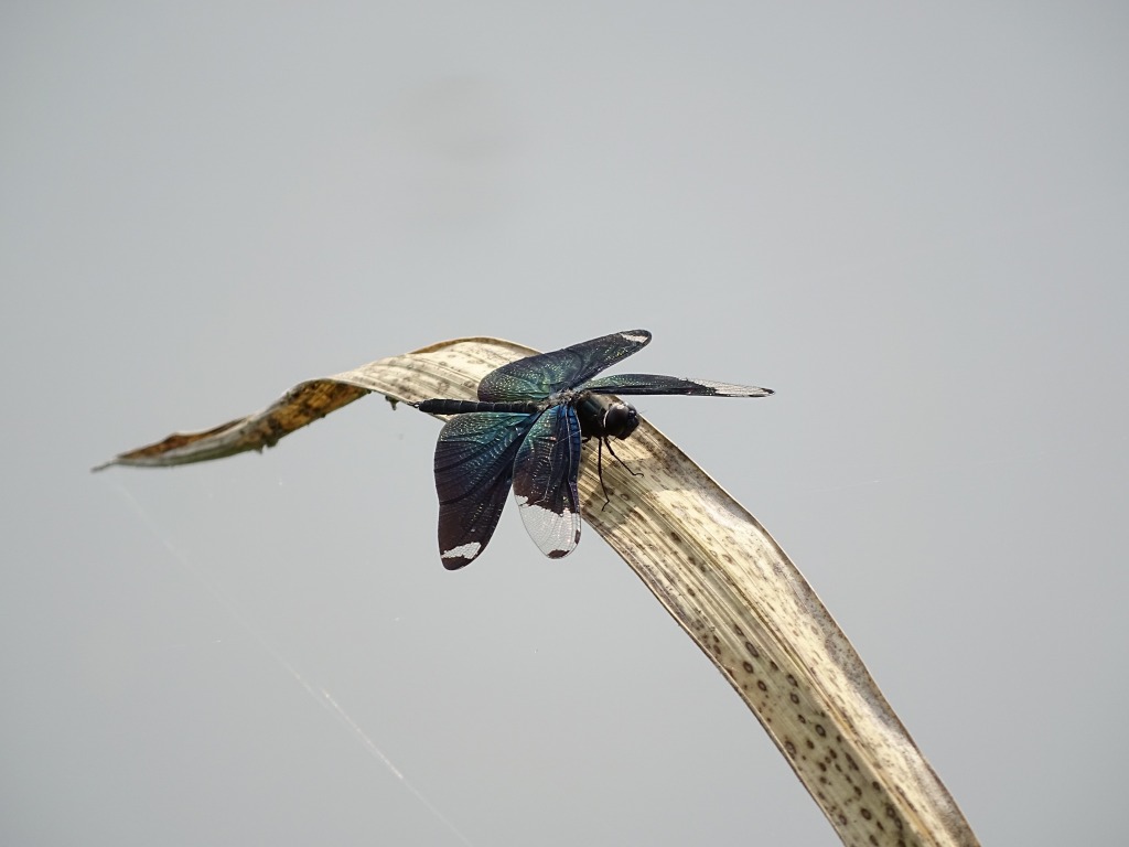 チョウトンボ（蝶蜻蛉）