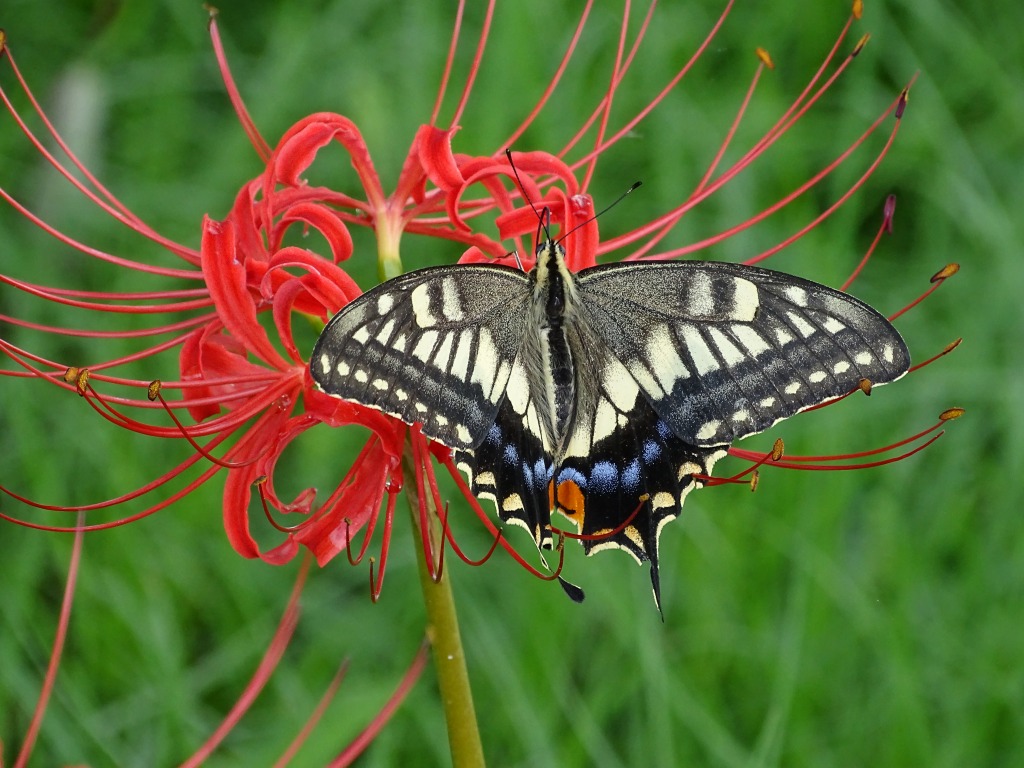 キアゲハ（黄揚羽）