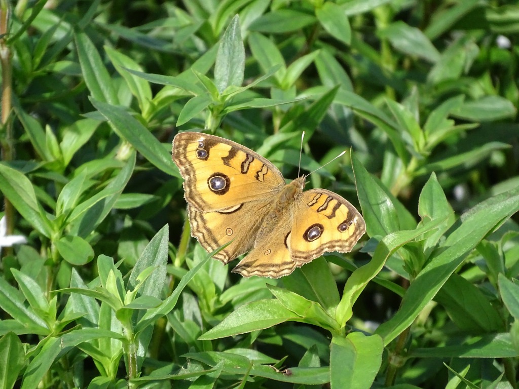 タテハモドキ（立羽擬）