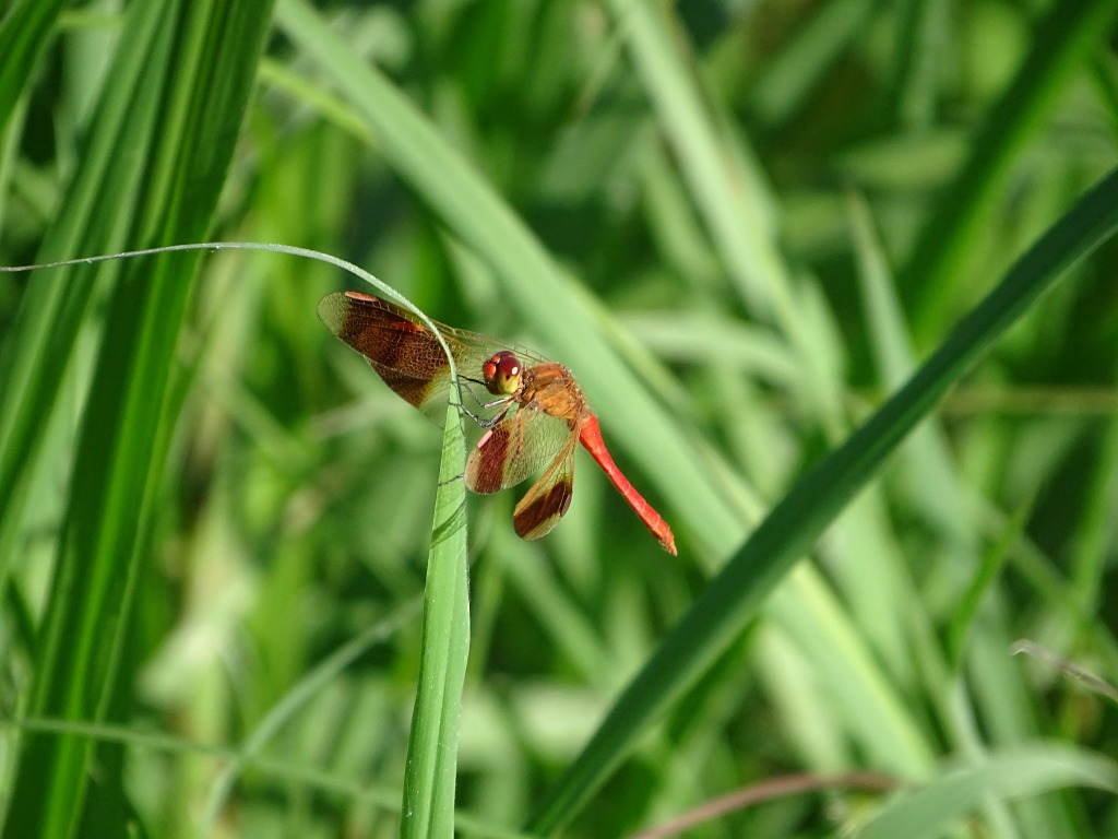 赤みを帯びてきたミヤマアカネ