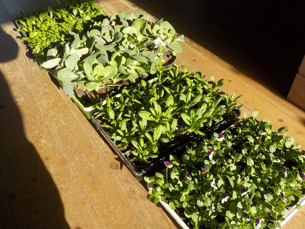 広木地区・花壇の植え替え（熊本市隊友会）