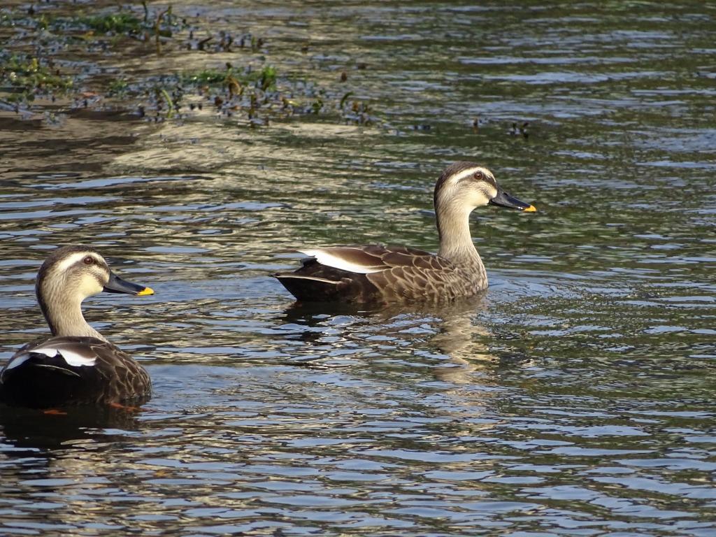 カルガモ（軽鴨）