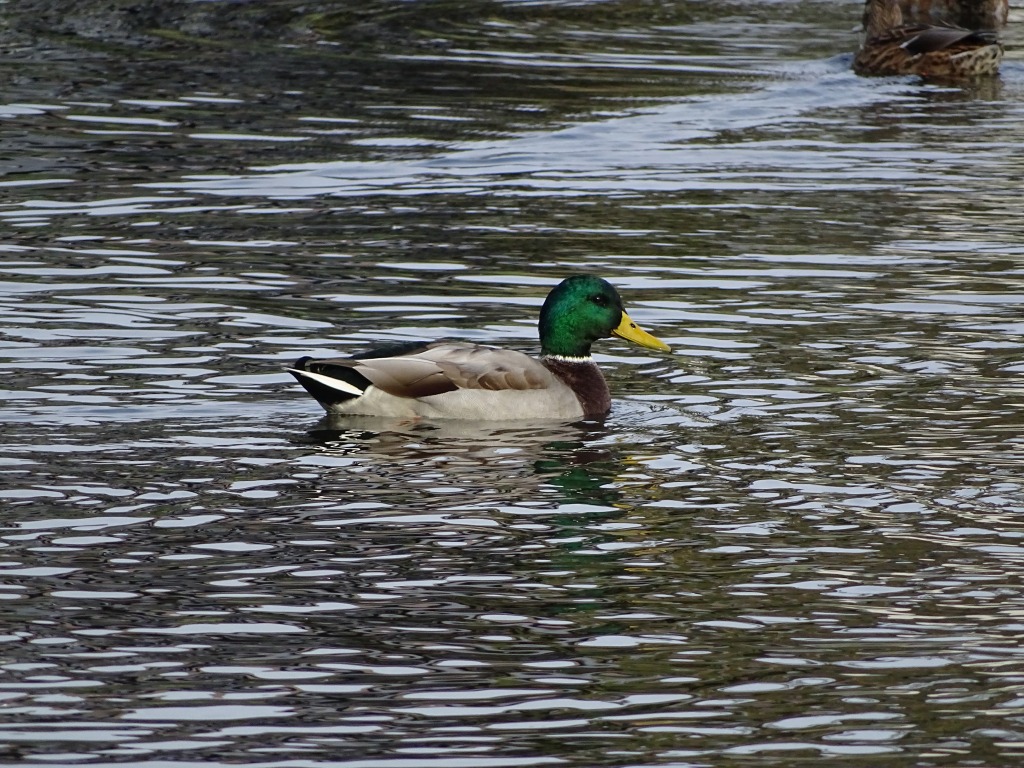 マガモ（真鴨）