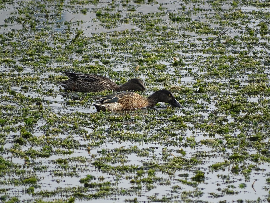ハシビロガモ（嘴広鴨）