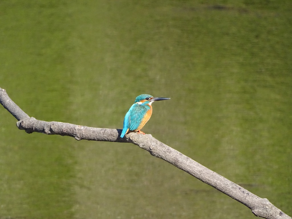 来年は酉年ということで…カワセミでも