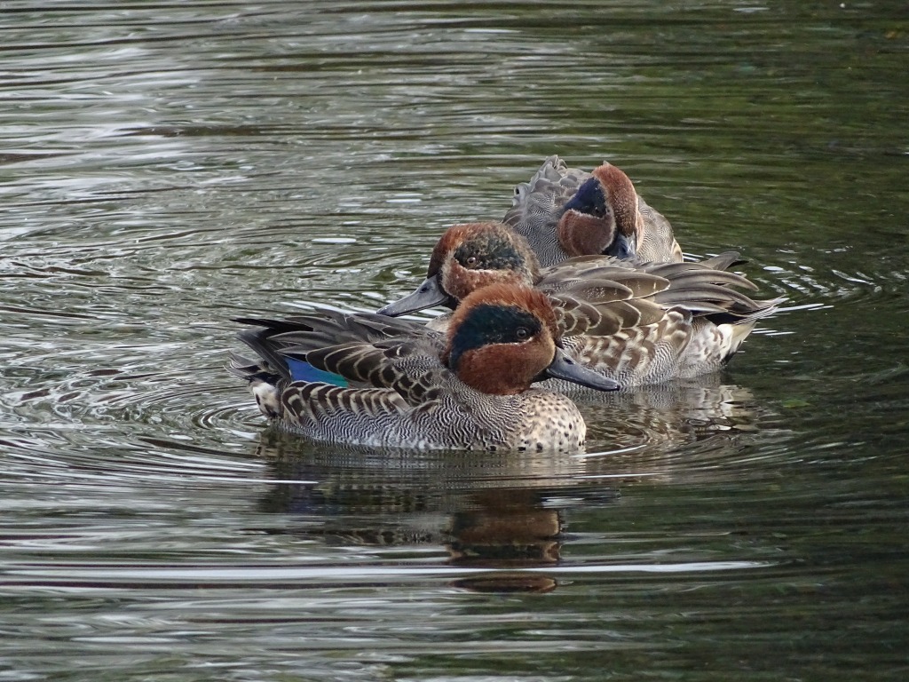 コガモ（小鴨）