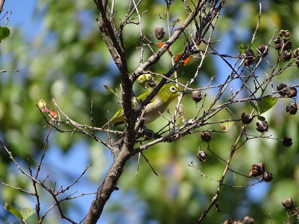 メジロ（目白）