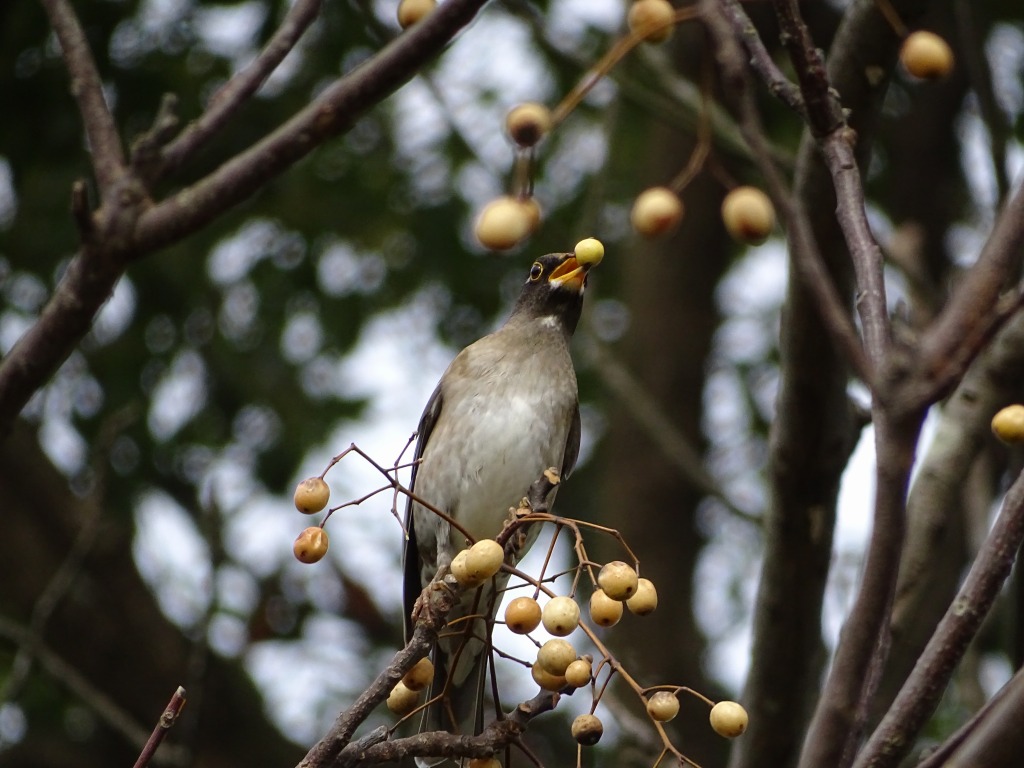シロハラ（白腹）