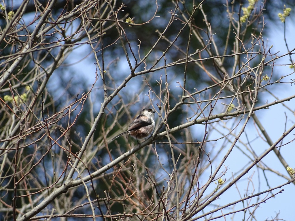 エナガ（柄長）