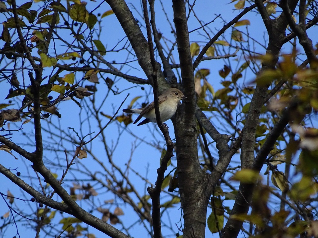 オジロビタキ（尾白鶲）