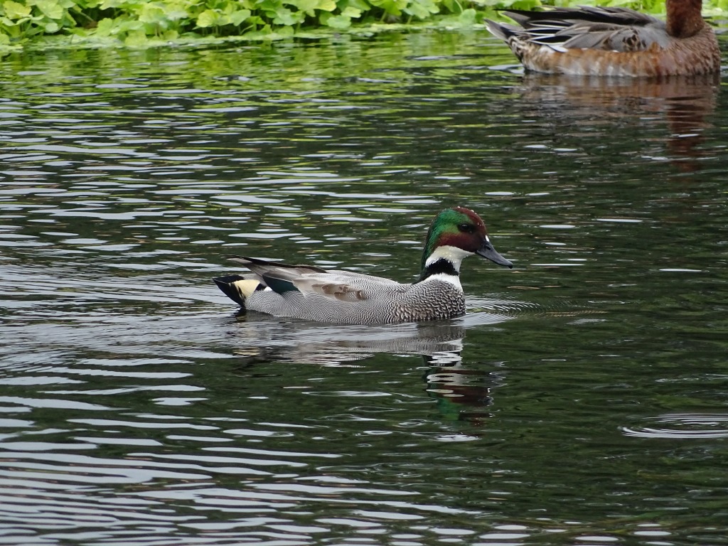 ヨシガモ（葦鴨）