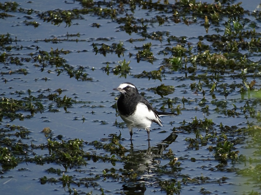 セグロセキレイ（背黒鶺鴒）