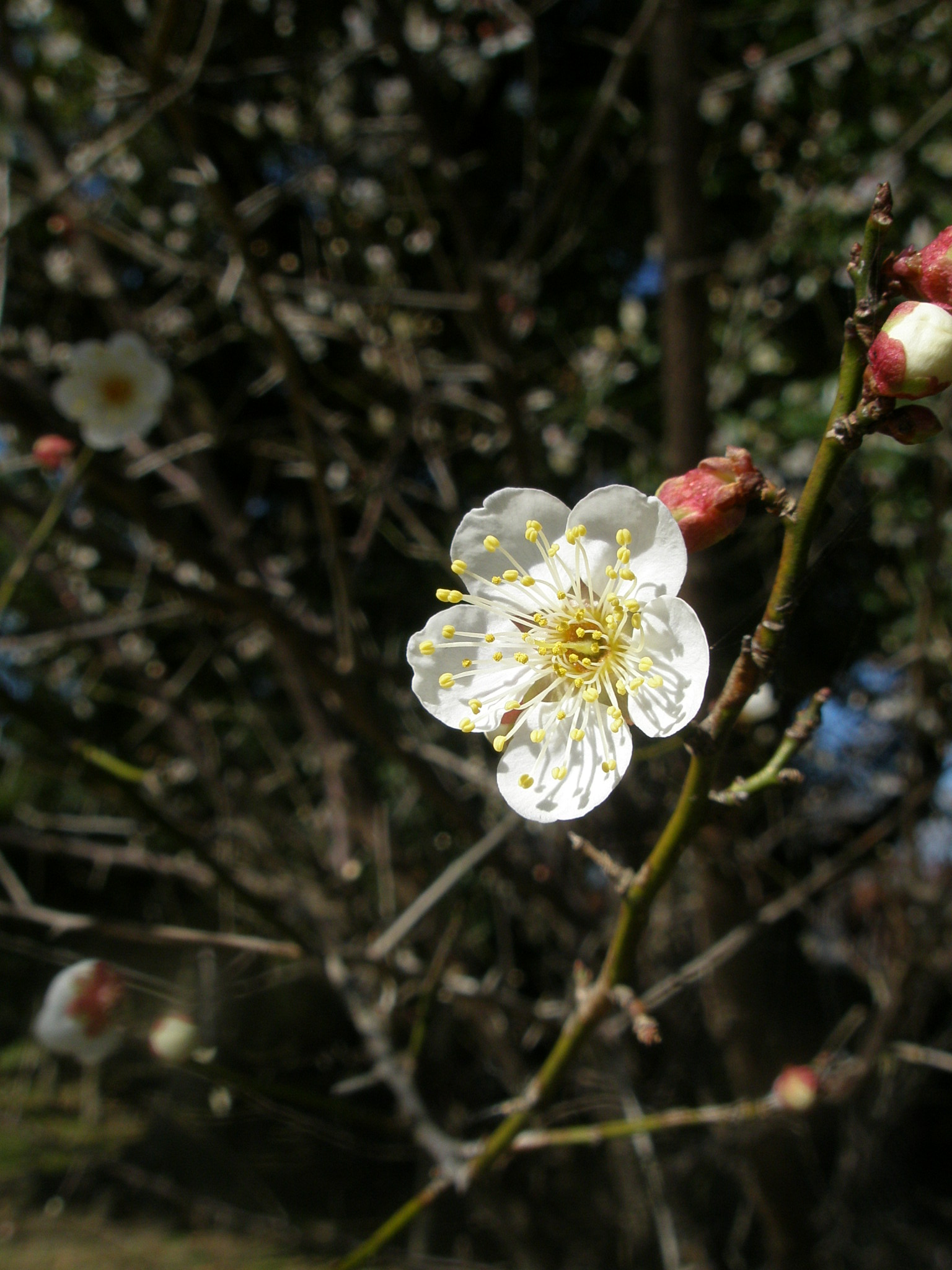 立春の梅