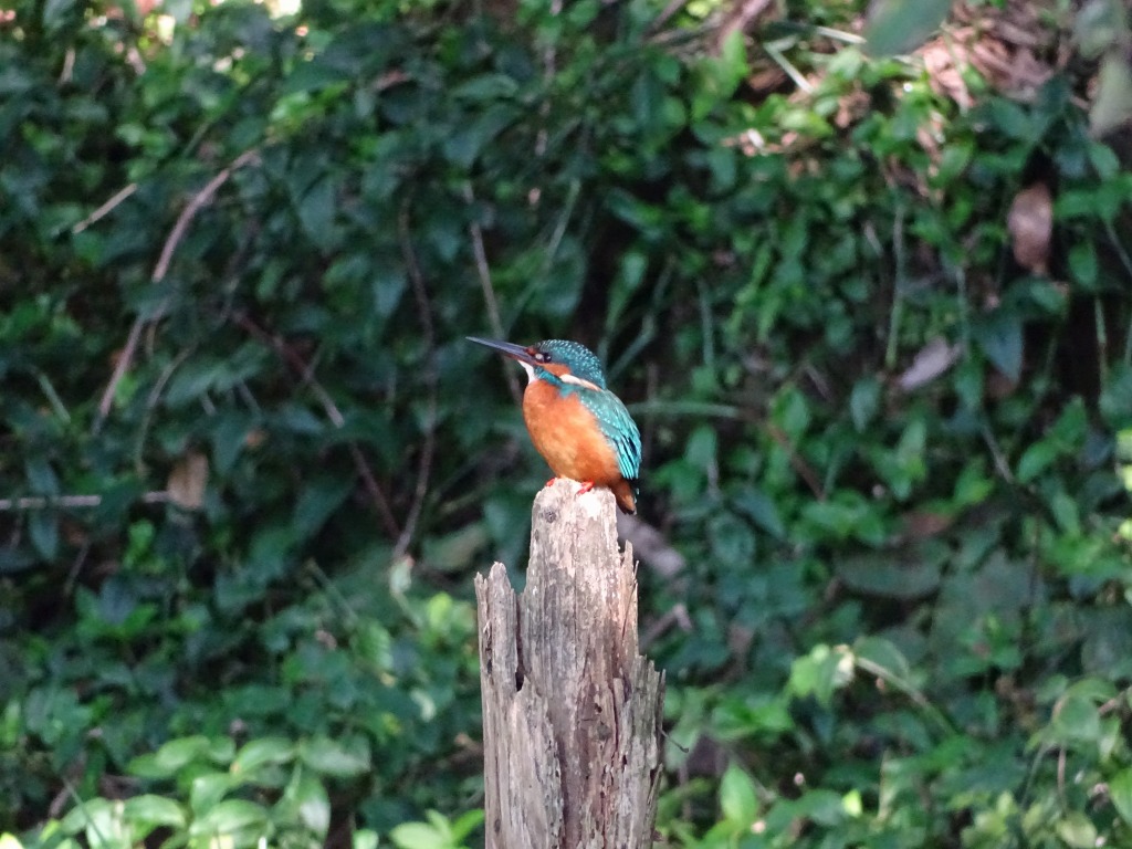 今冬、江津湖で観察できた野鳥–小鳥–