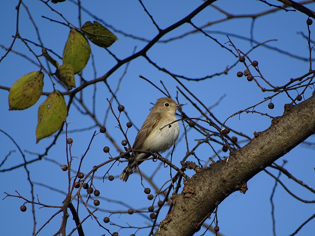 今冬、江津湖で観察できた野鳥–少し珍しい小鳥–