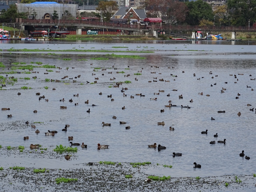 今冬、江津湖で観察できた野鳥–カモの仲間–