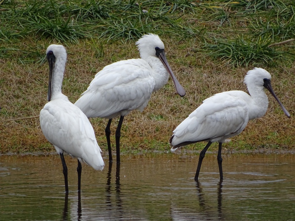 今冬、江津湖で観察できた野鳥–水辺の野鳥–