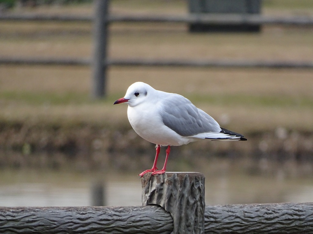 今冬、江津湖で観察できた野鳥–その他いろいろ–