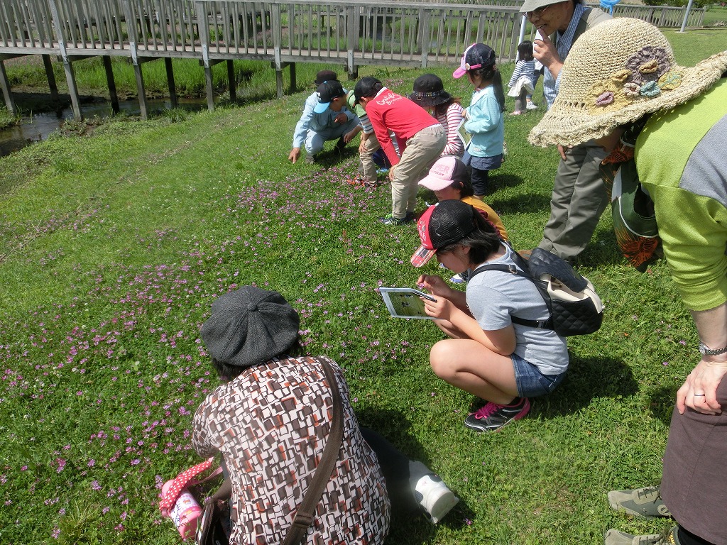 わくわくえづっ子塾「江津湖で春の草花あそび」
