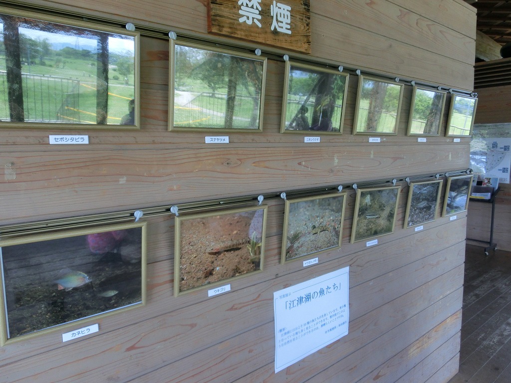 江津湖の魚たちの写真、展示しています！