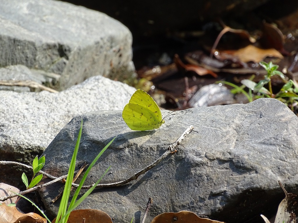 キタキチョウ、スジグロシロチョウ