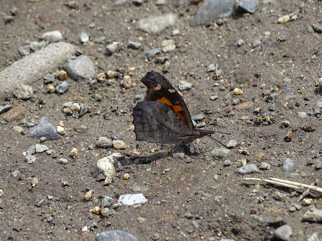テングチョウ（天狗蝶）