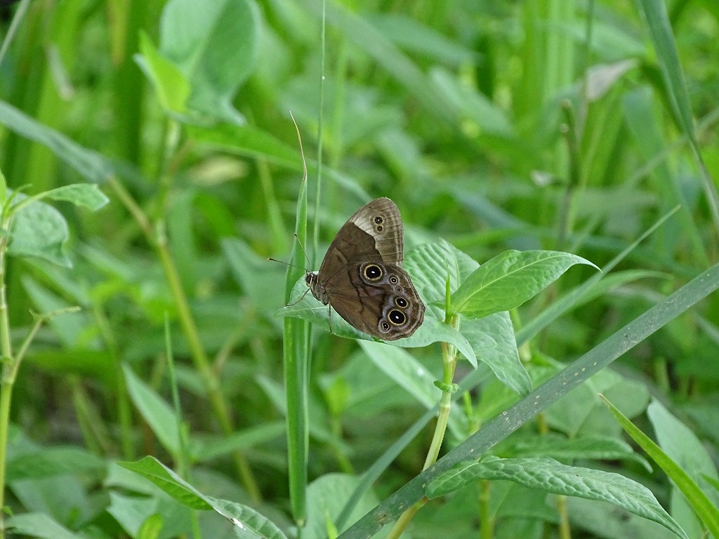 クロヒカゲ（黒日陰）
