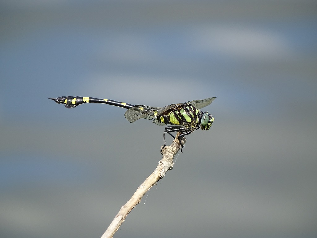 タイワンウチワヤンマ（台湾団扇蜻蜒）