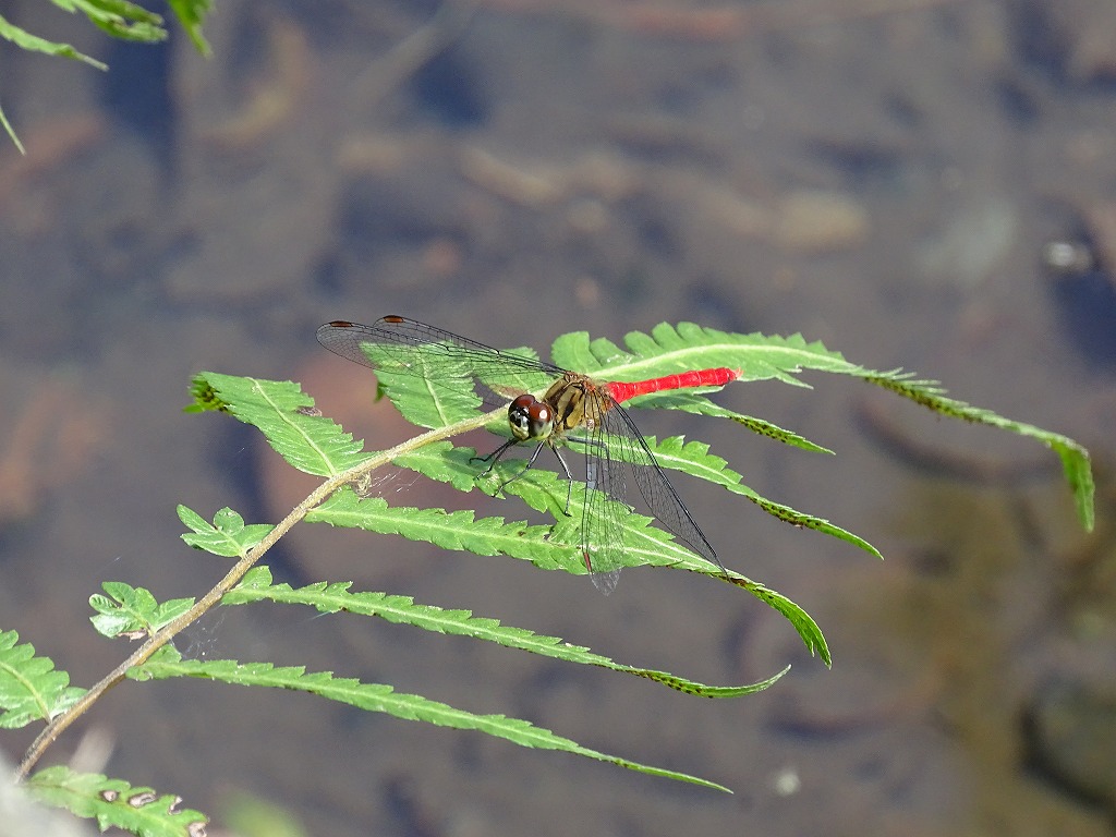 マユタテアカネ（眉立茜）
