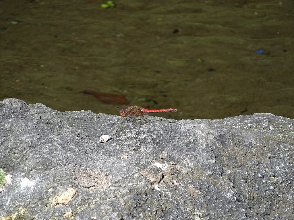 タイリクアカネ（大陸茜）