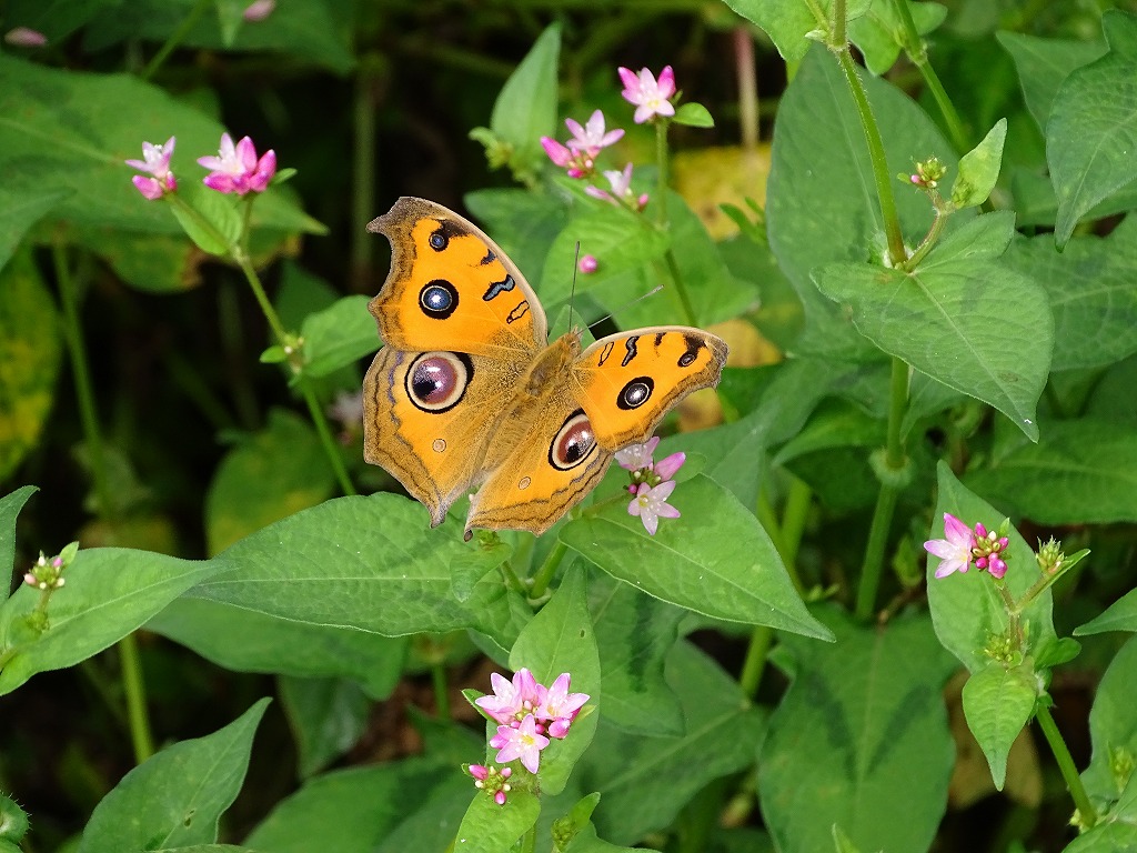 ミゾソバの花にやってくるチョウたち