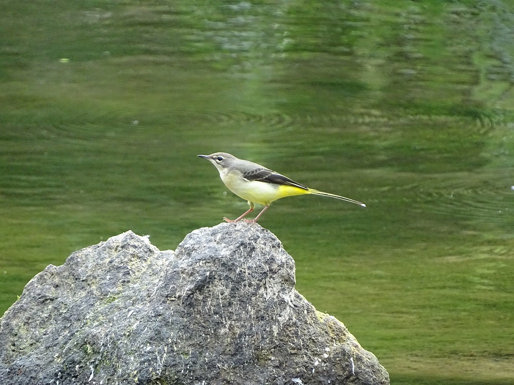 キセキレイ（黄鶺鴒）