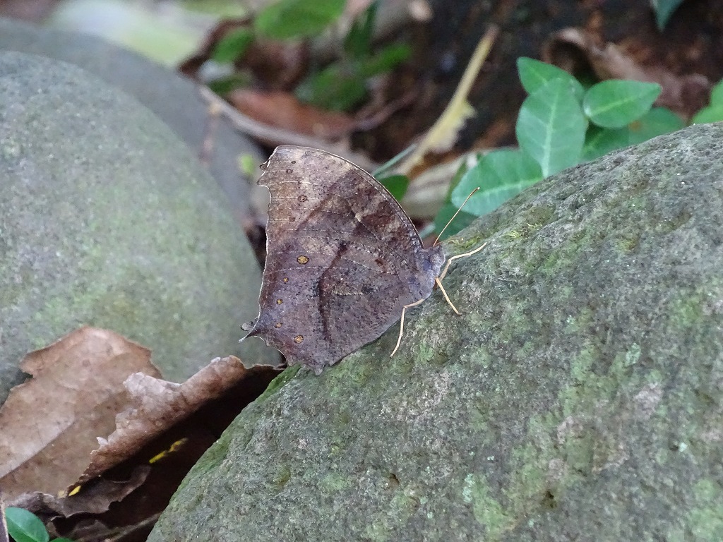 クロコノマチョウ（黒木間蝶）