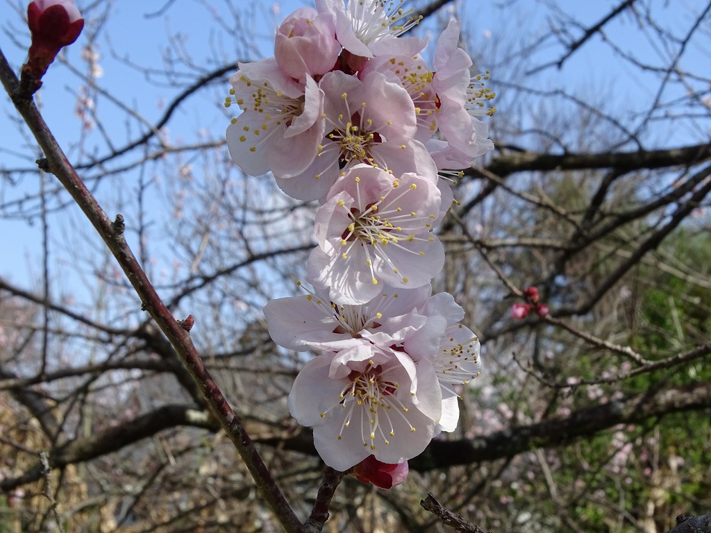アンズの花が咲き始めました 公式 水前寺江津湖公園 熊本市の公園 公式 水前寺江津湖公園 熊本市の公園