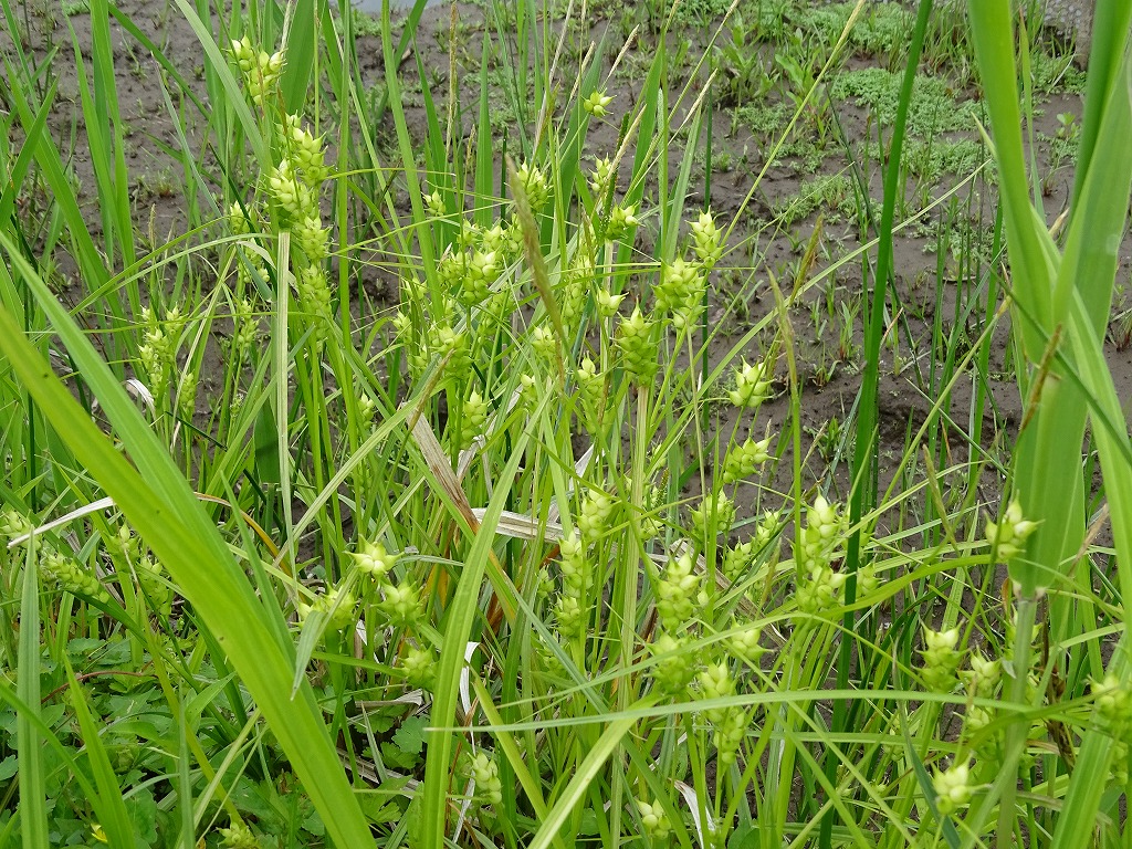 ウマスゲ 馬菅 公式 水前寺江津湖公園 熊本市の公園 公式 水前寺江津湖公園 熊本市の公園
