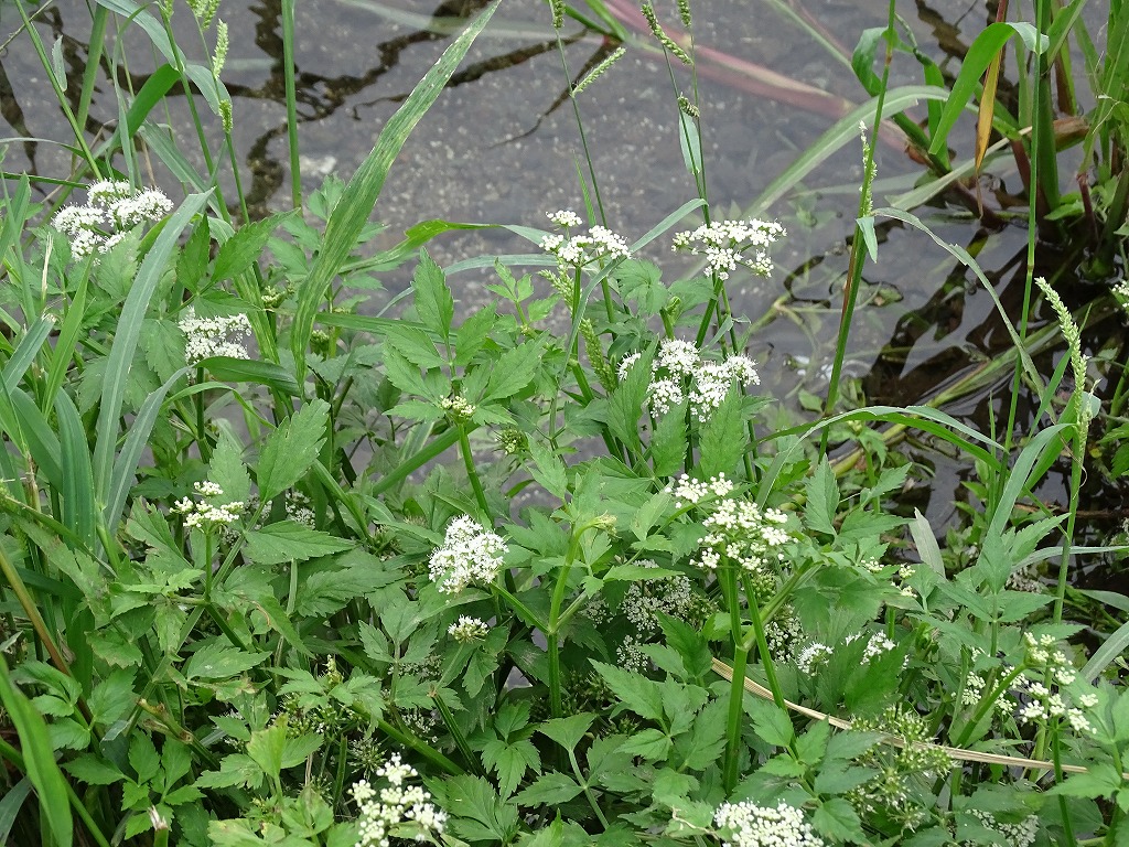 セリ 芹 の花 公式 水前寺江津湖公園 熊本市の公園 公式 水前寺江津湖公園 熊本市の公園