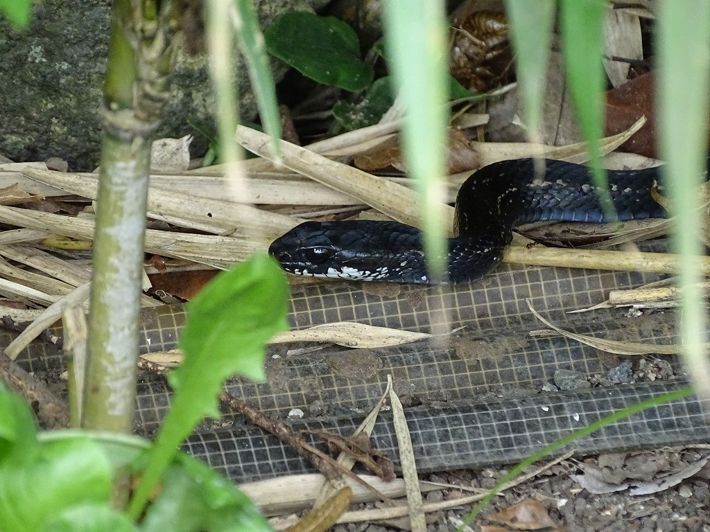 アオダイショウとシマヘビ黒化型 公式 水前寺江津湖公園 熊本市の公園 公式 水前寺江津湖公園 熊本市の公園