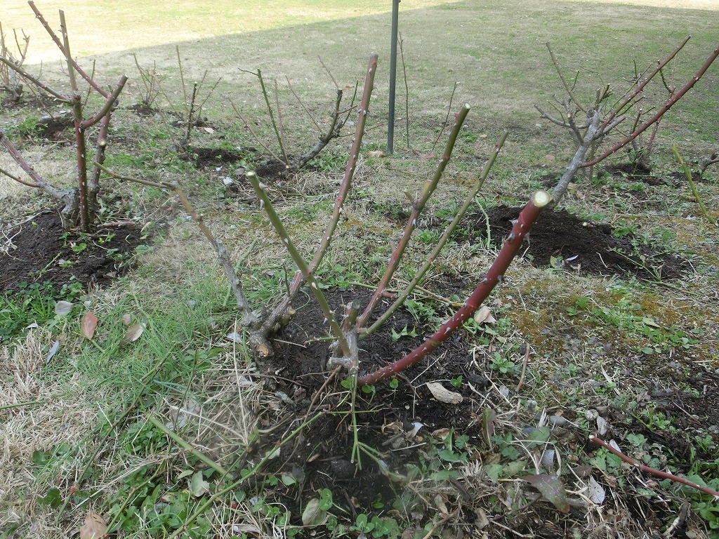 冬のバラの剪定 熊本市隊友会 公式 水前寺江津湖公園 熊本市の公園 公式 水前寺江津湖公園 熊本市の公園