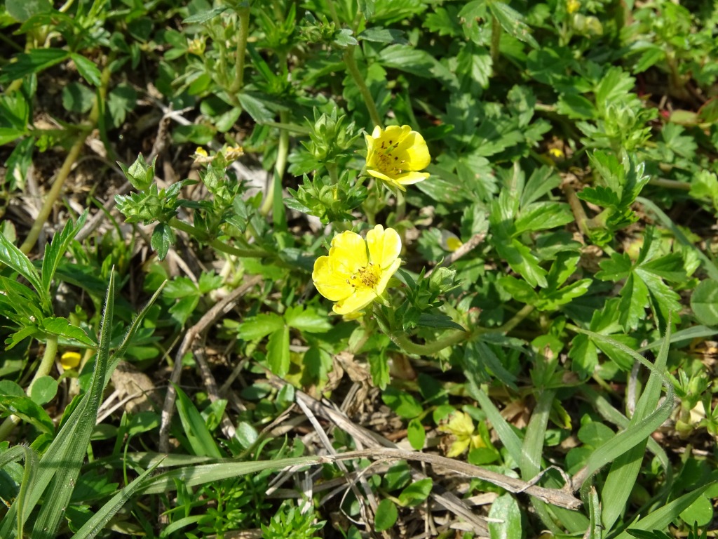 春の植物 黄色い花 公式 水前寺江津湖公園 熊本市の公園 公式 水前寺江津湖公園 熊本市の公園