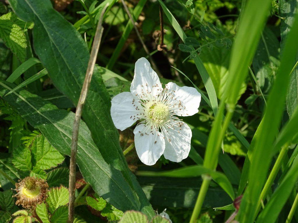 春の植物 白い花 公式 水前寺江津湖公園 熊本市の公園 公式 水前寺江津湖公園 熊本市の公園