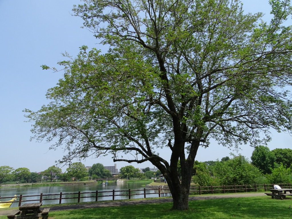 立派なクワの木 公式 水前寺江津湖公園 熊本市の公園 公式 水前寺江津湖公園 熊本市の公園