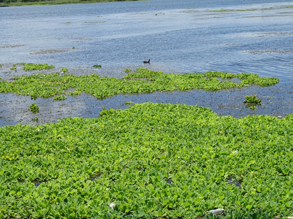 ボタンウキクサ 通称ウォーターレタス 公式 水前寺江津湖公園 熊本市の公園 公式 水前寺江津湖公園 熊本市の公園