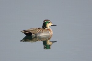 トモエガモ - ［公式］水前寺江津湖公園｜熊本市の公園［公式］水前寺