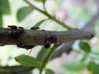 http://www.ezuko-park.com/insect/hoka/yanagikobuooaburamusi