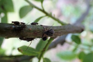 http://www.ezuko-park.com/insect/hoka/yanagikobuooaburamusi